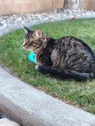 Reunited Female Cat last seen Old Mill Elementary and Porter Way Park , Stansbury Park, UT 84074