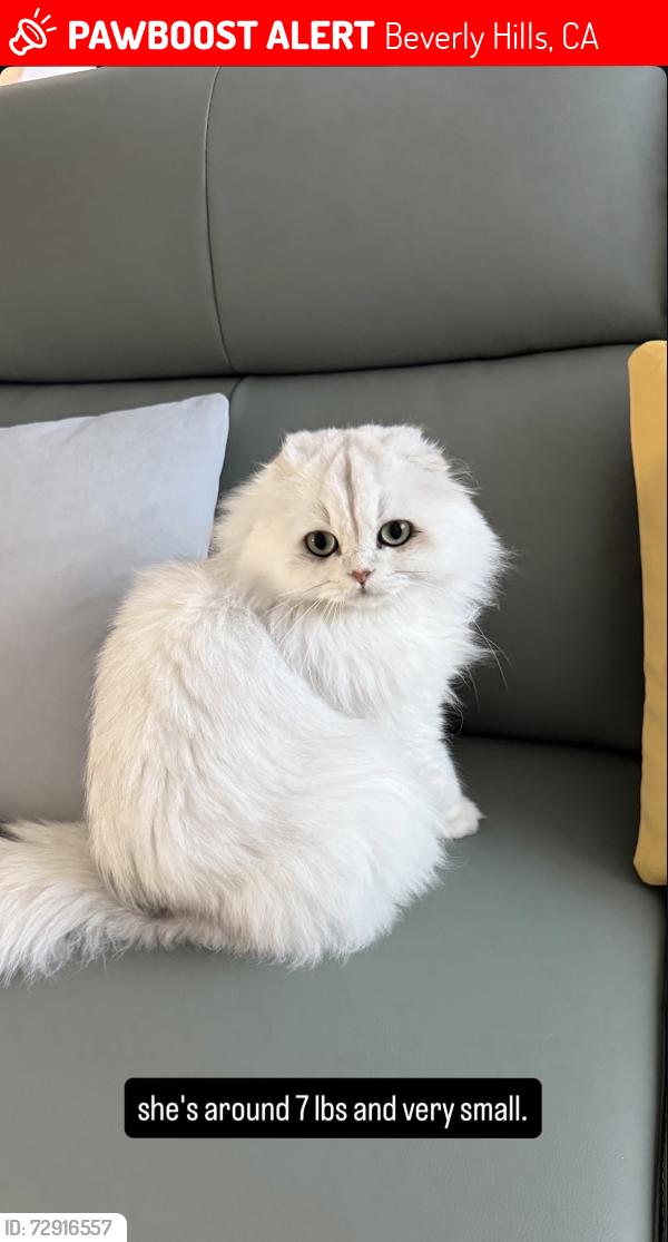Lost Female Cat last seen North Whitter, Beverly Hills, CA 90024