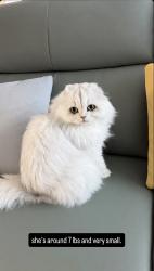 Lost Female Cat last seen North Whitter, Beverly Hills, CA 90024