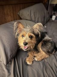 Reunited Male Dog last seen Mtn Creek and Dial Road, Blue Ridge, GA 30513