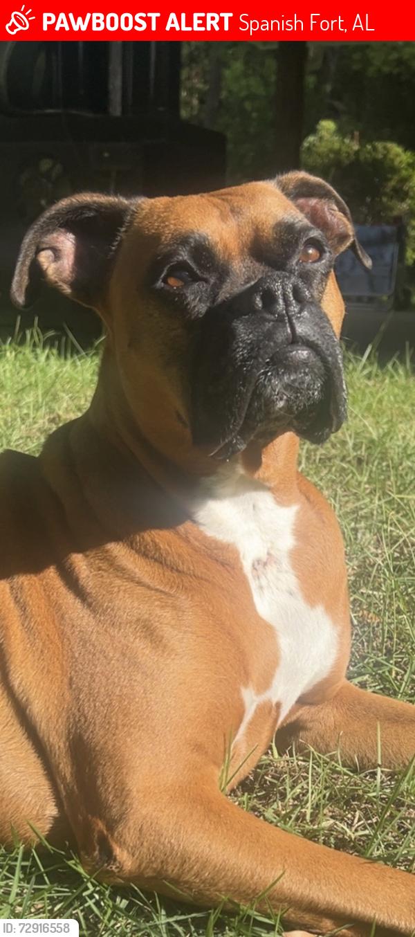 Lost Female Dog last seen Blakley Way. Same road as the new fire station being built , Spanish Fort, AL 36527