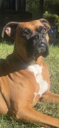 Lost Female Dog last seen Blakley Way. Same road as the new fire station being built , Spanish Fort, AL 36527