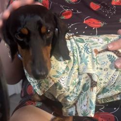 Reunited Male Dog last seen Citrus and fontana Ave , Fontana, CA 92335