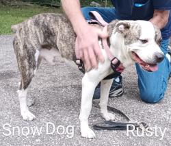 Lost Male Dog last seen 17th Street North Bessemer Alabama 35020, Bessemer, AL 35020