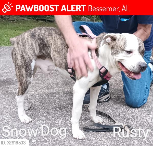 Lost Male Dog last seen 17th Street North Bessemer Alabama 35020, Bessemer, AL 35020