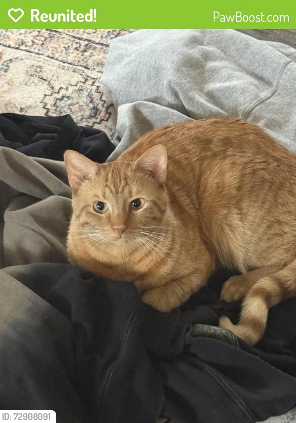 Reunited Male Cat last seen The Summit apmts , Flat Rock, NC 28731