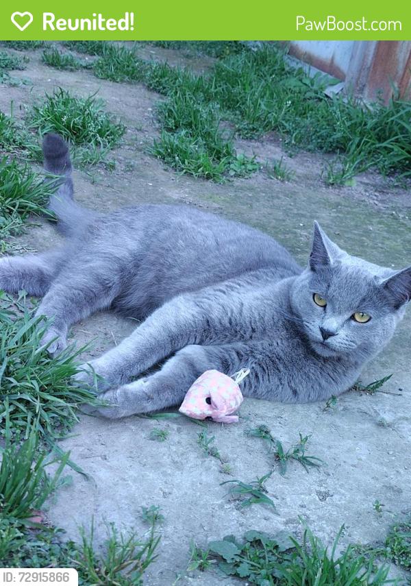 Reunited Male Cat last seen Bullis Rd and Virginia st, Lynwood, CA 90262