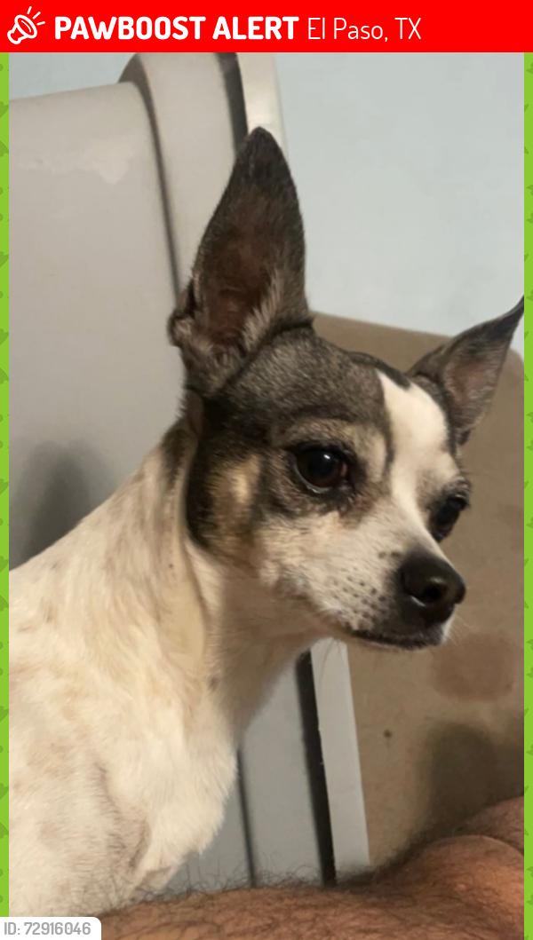 Lost Male Dog last seen Rushing st, El Paso, TX 79924