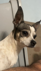 Lost Male Dog last seen Rushing st, El Paso, TX 79924