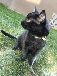 Lost Male Cat last seen Near 30 Street Southwest , Calgary, AB T3E 2M3