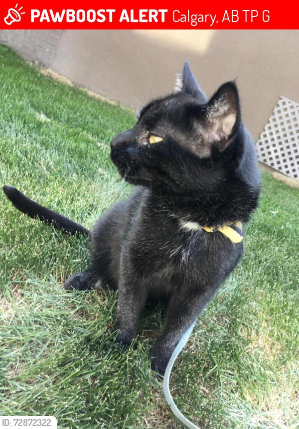 Lost Male Cat last seen Near 30 Street Southwest, Calgary, AB T3E 2M3
