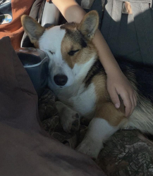 Reunited Female Dog last seen Near VZCR 3812 Wills Point, Terrell, TX 75161