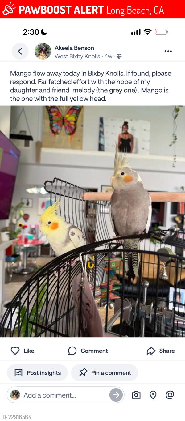 Lost Male Bird last seen Atlantic & Bixby, Long Beach, CA 90805