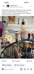 Lost Male Bird last seen Atlantic & Bixby, Long Beach, CA 90805