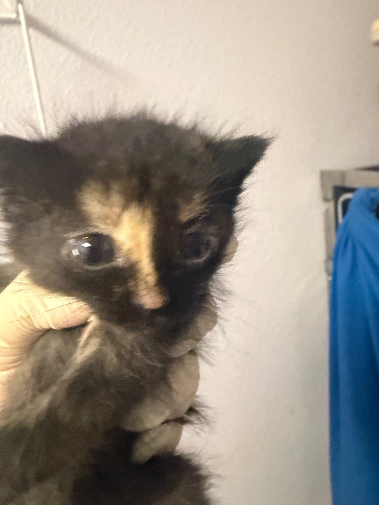 Shelter Stray Female Cat last seen Bexar County, New Braunfels, TX 78130