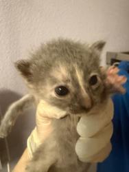 Shelter Stray Female Cat last seen Bexar County, New Braunfels, TX 78130