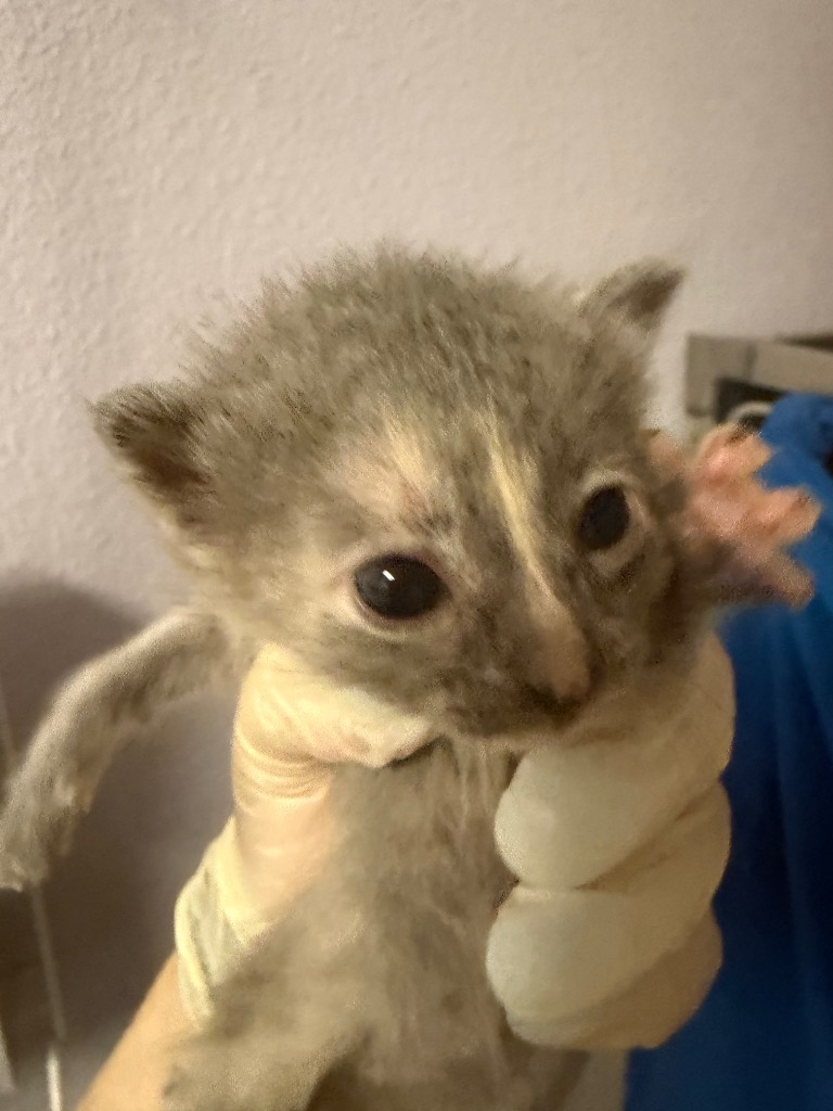 Shelter Stray Female Cat last seen Bexar County, New Braunfels, TX 78130
