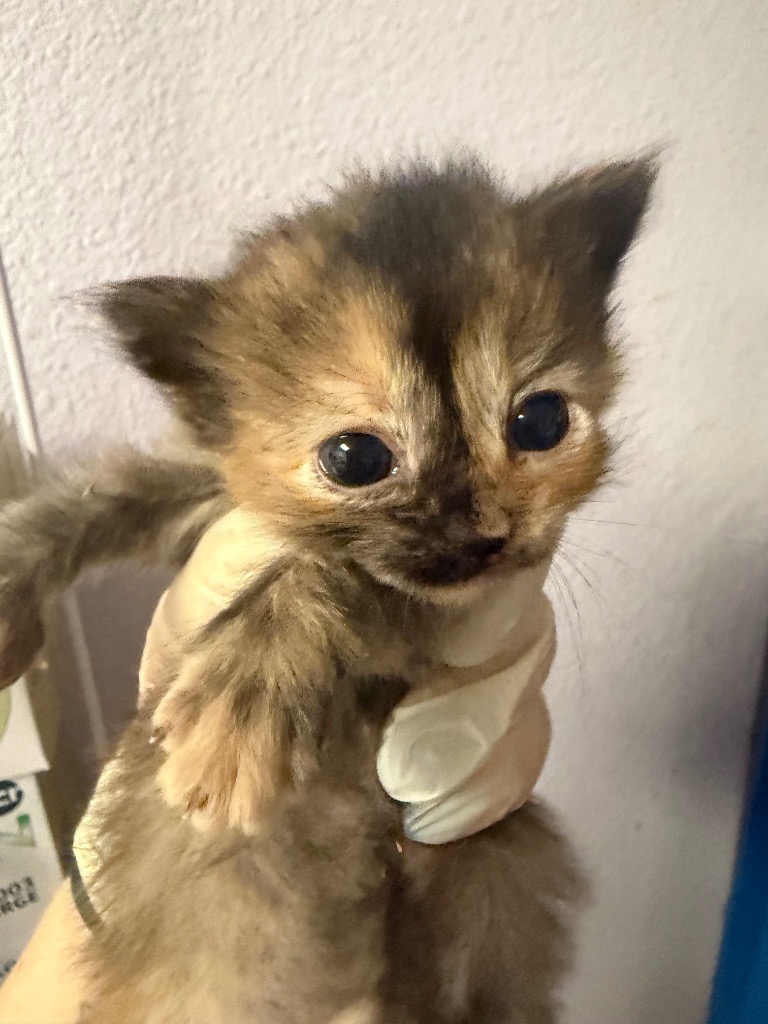 Shelter Stray Female Cat last seen Bexar County, New Braunfels, TX 78130