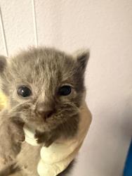 Shelter Stray Male Cat last seen Bexar County, New Braunfels, TX 78130