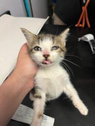 Shelter Stray Female Cat last seen Bexar County, New Braunfels, TX 78130