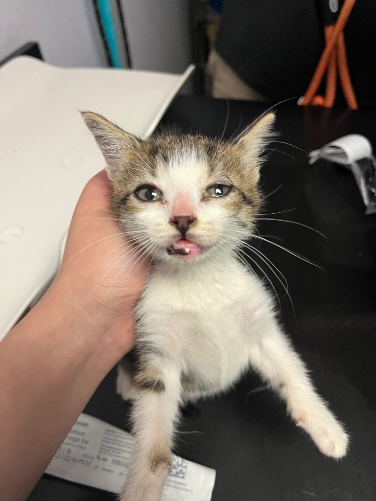Shelter Stray Female Cat last seen Bexar County, New Braunfels, TX 78130