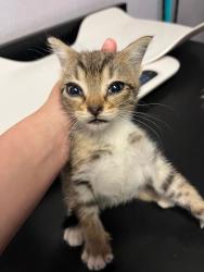 Shelter Stray Female Cat last seen Bexar County, New Braunfels, TX 78130