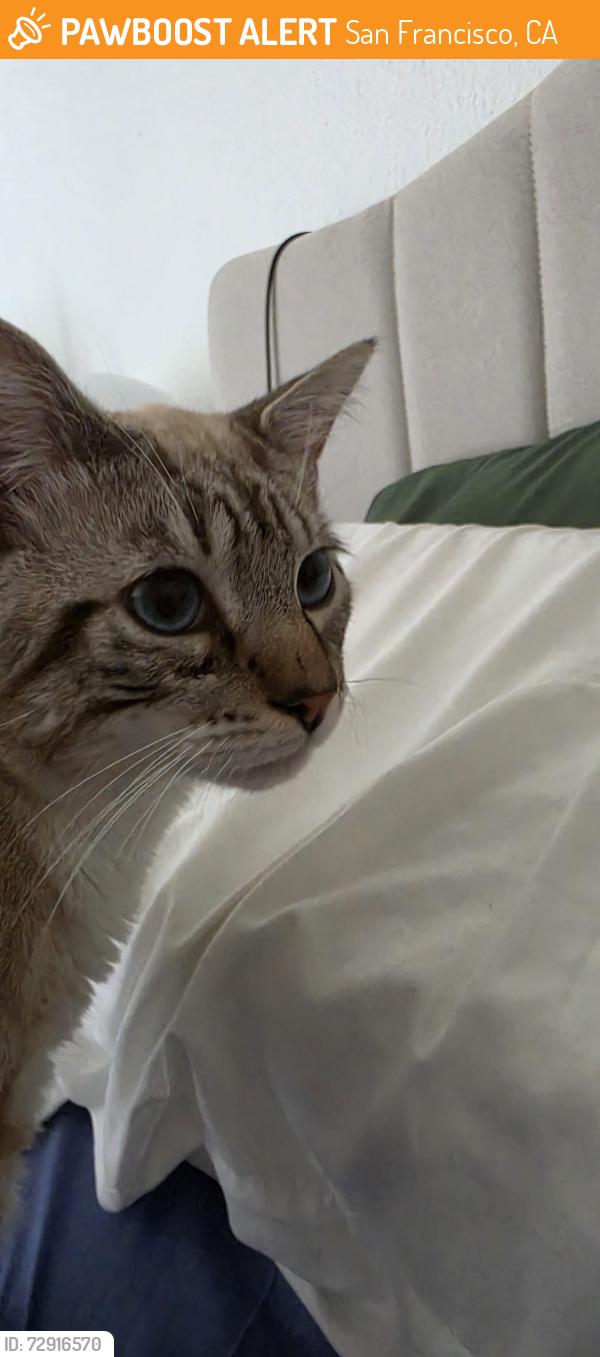 Found/Stray Male Cat last seen Skyline blvd, San Francisco, CA 94132