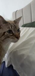 Found/Stray Male Cat last seen Skyline blvd, San Francisco, CA 94132