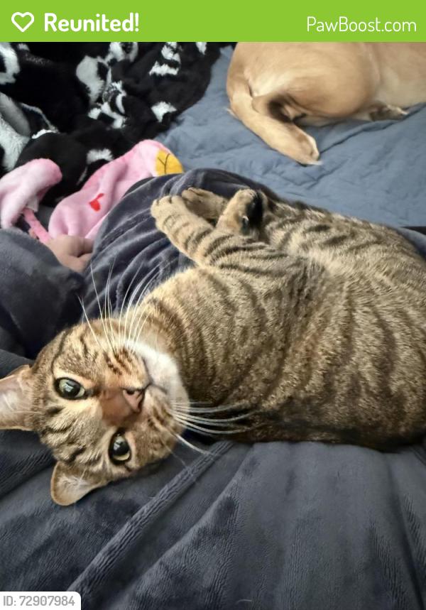 Reunited Male Cat last seen Loomis Street, Norwalk, CT 06850