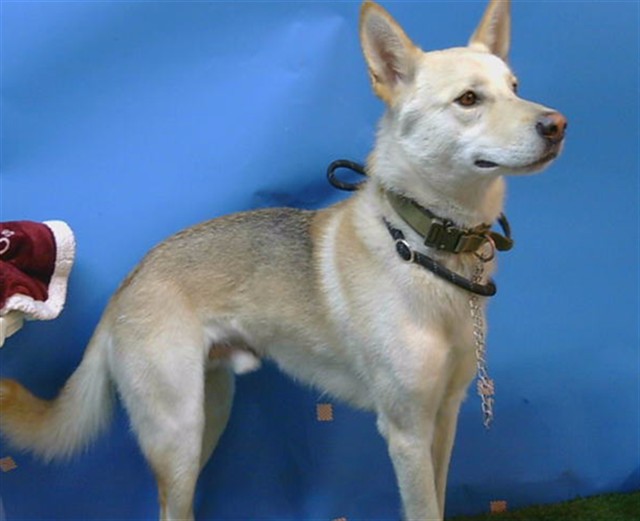 Shelter Stray Male Dog last seen , Gardena, CA 90248
