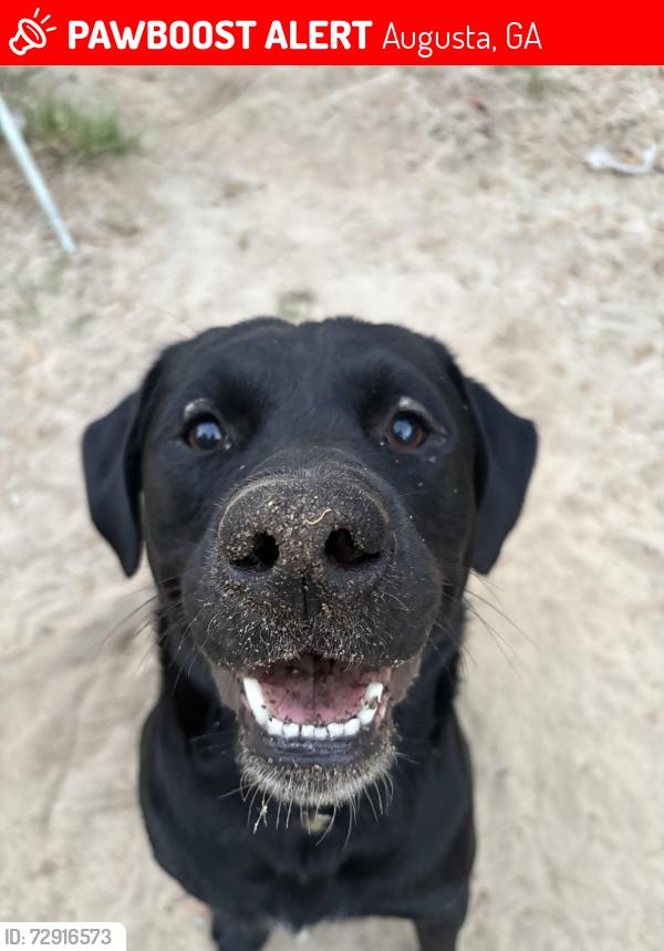 Lost Male Dog last seen Southgate Plaza, Piggly Wiggly on Gordon Highway, Augusta, GA 30906