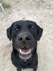 Lost Male Dog last seen Southgate Plaza, Piggly Wiggly on Gordon Highway, Augusta, GA 30906
