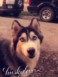 Reunited Male Dog last seen SW 6th place between skyline and Nicholas, Cape Coral, FL 33991