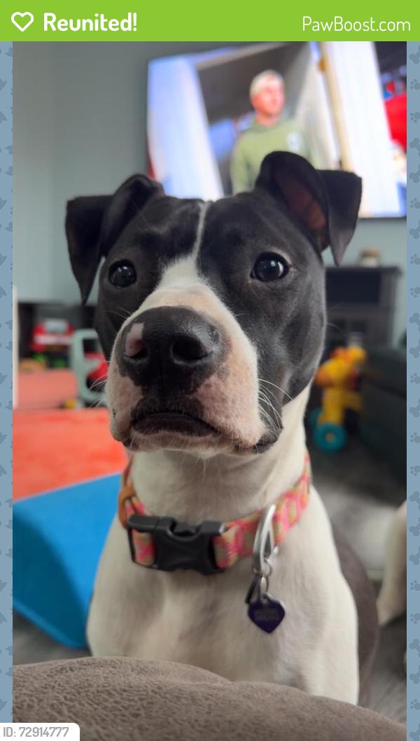 Reunited Female Dog last seen Driftwood Dr, subdivision right by Kettering High school, Waterford Township, MI 48329