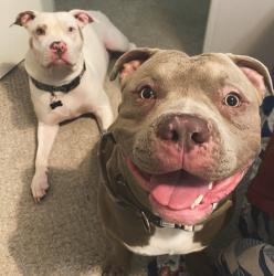 Reunited Female Dog last seen Ramon and Monterey , Thousand Palms, CA 92276