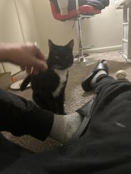 Reunited Unknown Cat last seen Briarcrest, Hershey, PA 17033