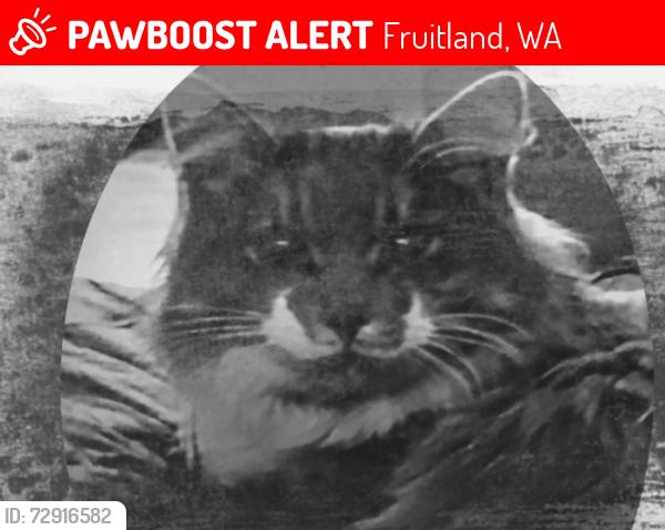 Lost Male Cat last seen Two rivers resort, Fruitland, WA 99129