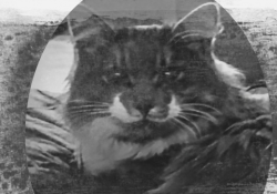 Lost Male Cat last seen Two rivers resort, Fruitland, WA 99129