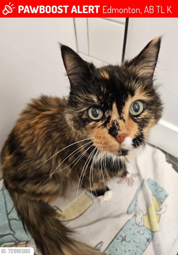 Lost Female Cat last seen Kirkwood Avenue and 34 st, Edmonton, AB T6L 6K7