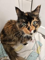 Lost Female Cat last seen Kirkwood Avenue and 34 st, Edmonton, AB T6L 6K7