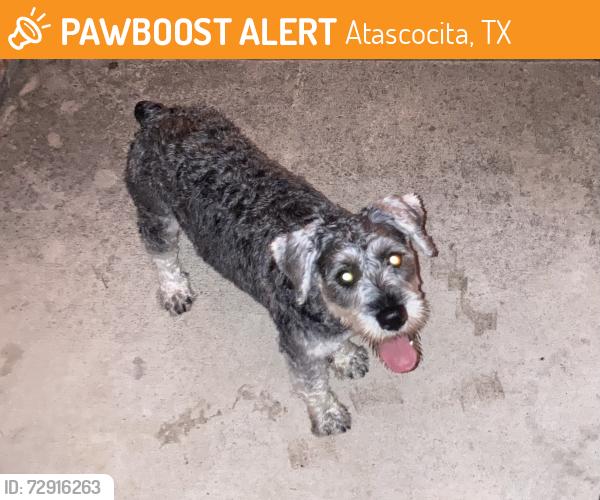 Found/Stray Male Dog last seen Garnet Hill Lane, Atascocita, TX 77346
