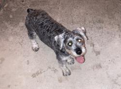 Found/Stray Male Dog last seen Garnet Hill Lane, Atascocita, TX 77346