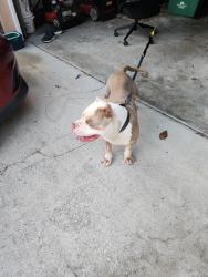 Reunited Male Dog last seen Carrigan, Oviedo, FL 32765