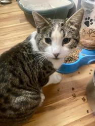 Lost Male Cat last seen 6th and Lincoln , Corona, CA 92882