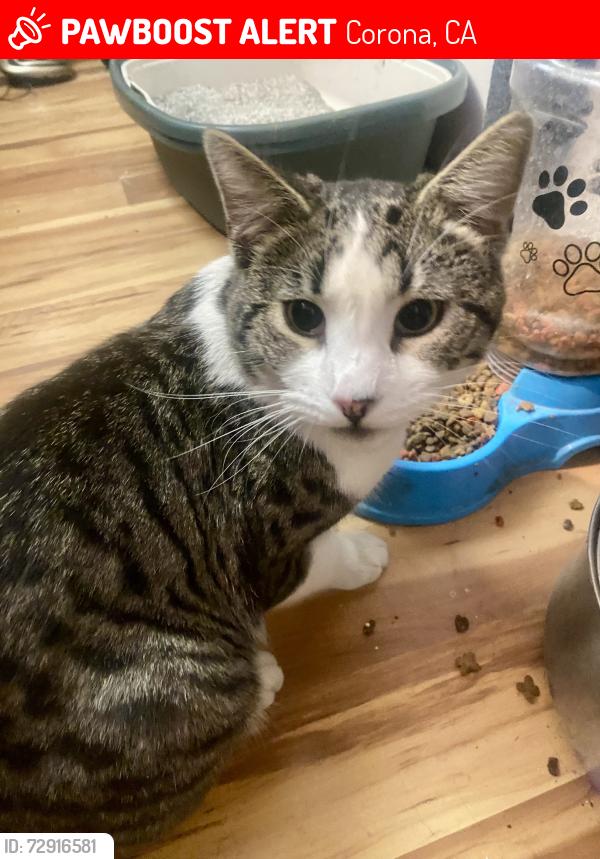 Lost Male Cat last seen 6th and Lincoln , Corona, CA 92882