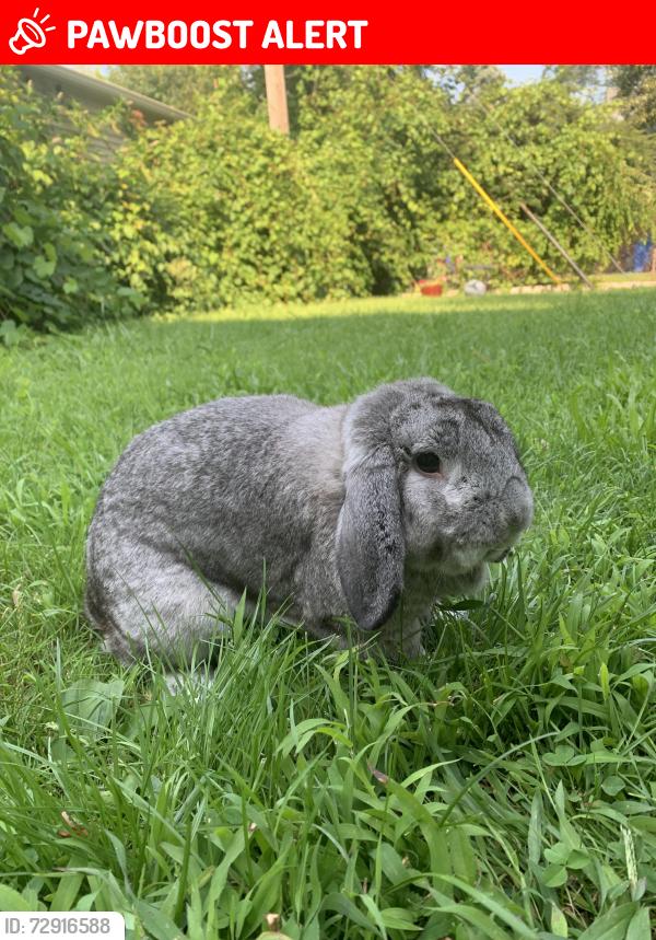 Lost Male Rabbit last seen Grayfield and tireman , Dearborn Heights, MI 48127