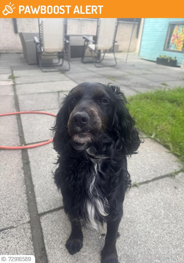 Found/Stray Male Dog last seen Rosgoill, Shaws road , Belfast, Northern Ireland BT11