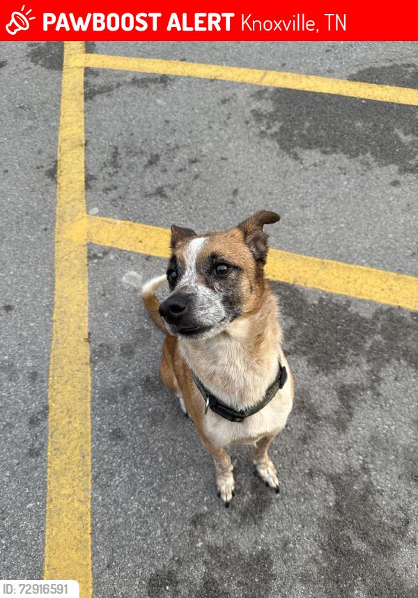 Lost Unknown Dog last seen Ellistown market+ dollar general, Knoxville, TN 37924