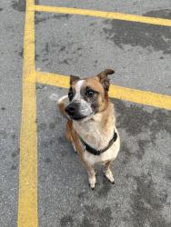 Lost Unknown Dog last seen Ellistown market+ dollar general, Knoxville, TN 37924