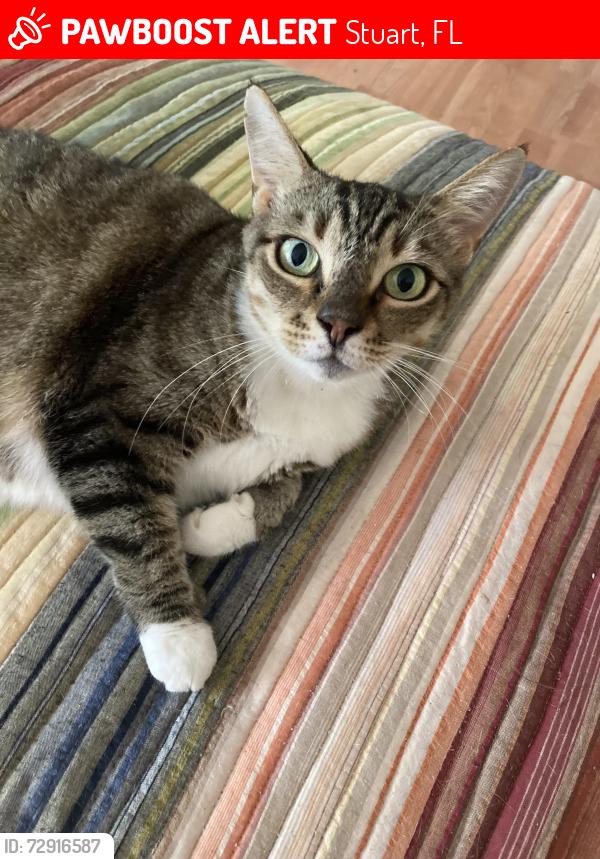 Lost Female Cat last seen NW 15th St, Stuart, FL 34994